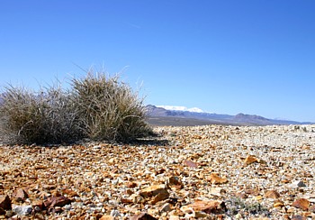 Looking for Turquoise at Royston